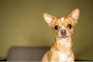 网传《GTA6》能进入酒店 NPC会抢劫玩家房子和车辆